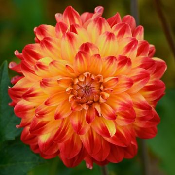 Dalia decorativa Dynastie Dalia decorativa Dynastie