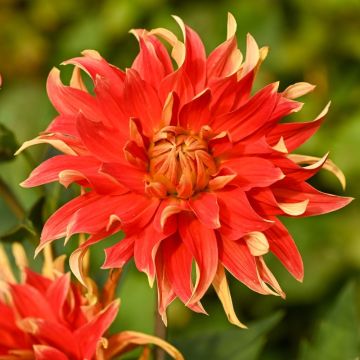 Dalia decorativa Feu Follet