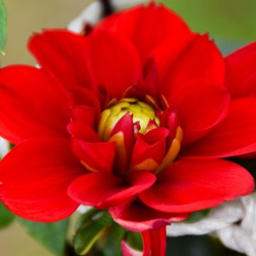 Dalia cespuglio Jaipur