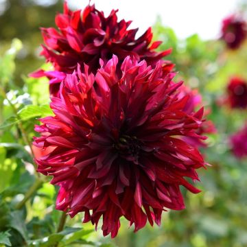 Dahlia nain cactus Leslie