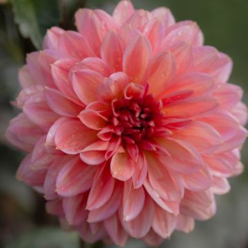 Dahlia nain double Macaron