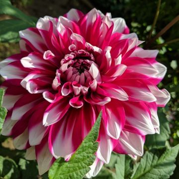 Dalia decorativa a grandi fiori Milk Shake