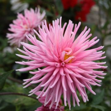 Dahlia nain cactus Harry Bo
