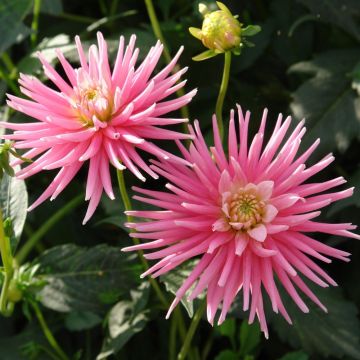 Dalia cactus nana Park Princess