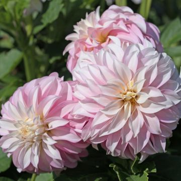 Dalia nana doppia Divine