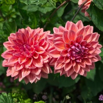 Dalia nana doppia Domaine de Chaumont Sur Loire