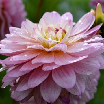 Dahlia nain double Le Thoureil