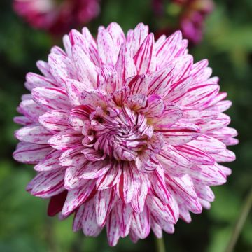 Dahlia nain double Pink Eighties