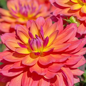 Dahlia nain double Tricolor