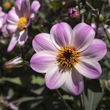 Dalia nana MYSTIC LADIES ® Candy Eyes