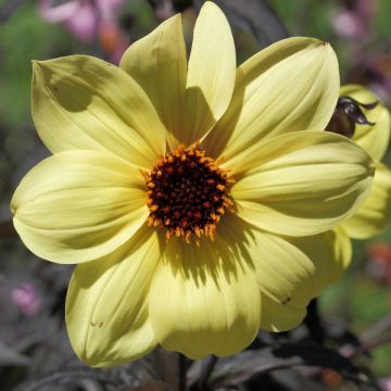 Dalia nana MYSTIC LADIES  ® Knock out