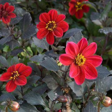 Dalia nana semplice dal fogliame decorativo nero Dame de feu