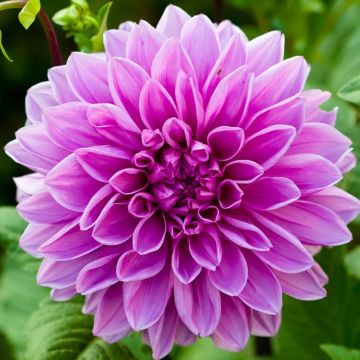 Dalia Décorativa Nikita