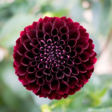 Dahlia Pompon Radjah