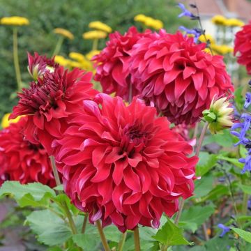 Dalia decorativa a grandi fiori XXL Spartacus