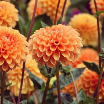 Dahlia a palla Sylvia Dahlia a palla Sylvia