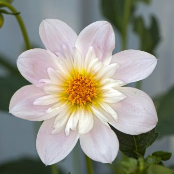Dahlia a collerette Teesbrooke Audrey