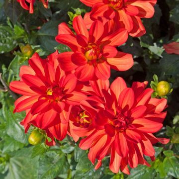 Dalia cespuglio Tour du Monde
