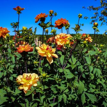 Dalia cespuglio Cancun