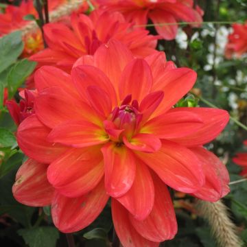 Dalia Nana Valentino