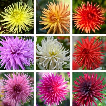 Dalie Cactus a grandi fiori in mix