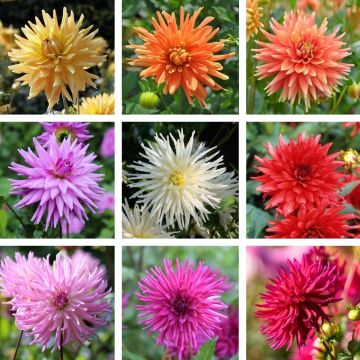 Dalie a fiore di cactus nane in miscuglio
