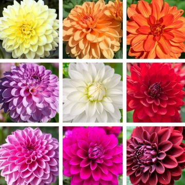 Dalie decorative a grandi fiori in mix