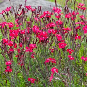 Garofano Deltoides rosso
