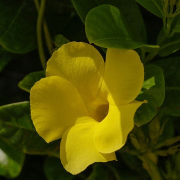 Dipladénia DIAMANTINA ® Opale Citrine