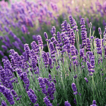 Lavanda Intermedia Dutch