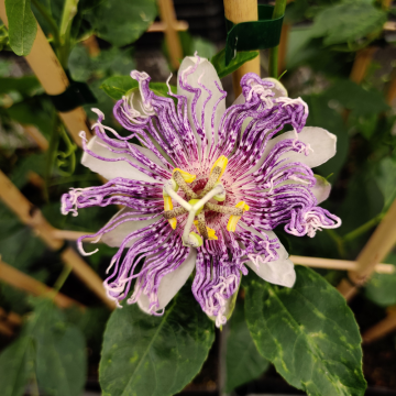 Passiflora Eia Popeia ®