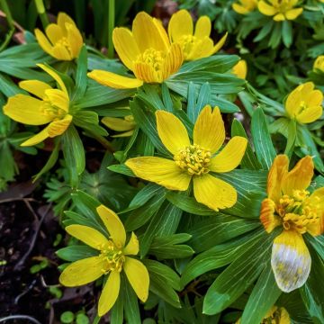 Eranthis cilicica Eranthis cilicica