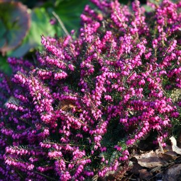 Brugo invernale o Erica December Red