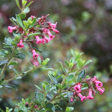 Escallonia Rubra Macrantha