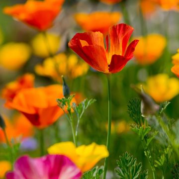 Eschscholzia californica ou Pavot de Californie simple varié Eschscholzia californica ou Pavot de Californie simple varié