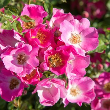 Rosa FRIENDLY ® Purple Meicosme