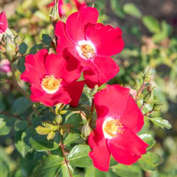 Rosa FRIENDLY ® Red Meiariba