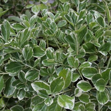 Evonimo del Giappone Bravo