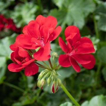 Geranio doppio BEACH ® Fisbeach