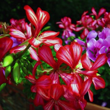 Geranio TOSCANA ® Villetta Burgundy & White