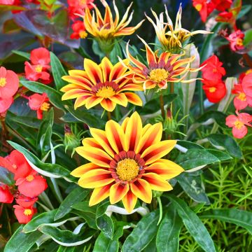 Gazania Red Stripe Gazania Red Stripe