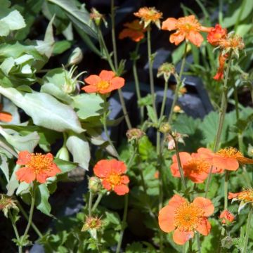 Geum coccineum Borisii