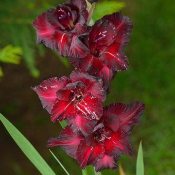 Gladioli Black Surprise