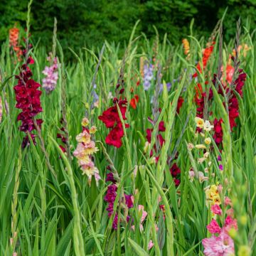 Gladioli Farfalla in mix La confezione da 40