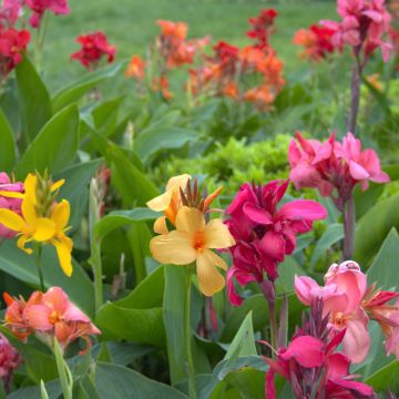 5 Grandi Canne in mix