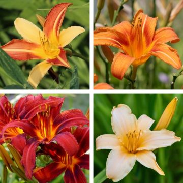 Hemerocallis hybrida in mix