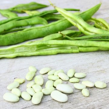 Fagiolo nano bianco precoce