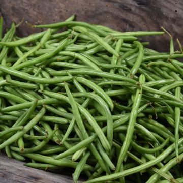 Haricot nain filet sans fil Oxinel 2 BIO