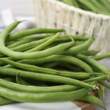 Haricot nain filet sans fil Signal BIO