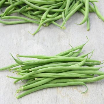 Fagiolo nano senza fili Vanilla